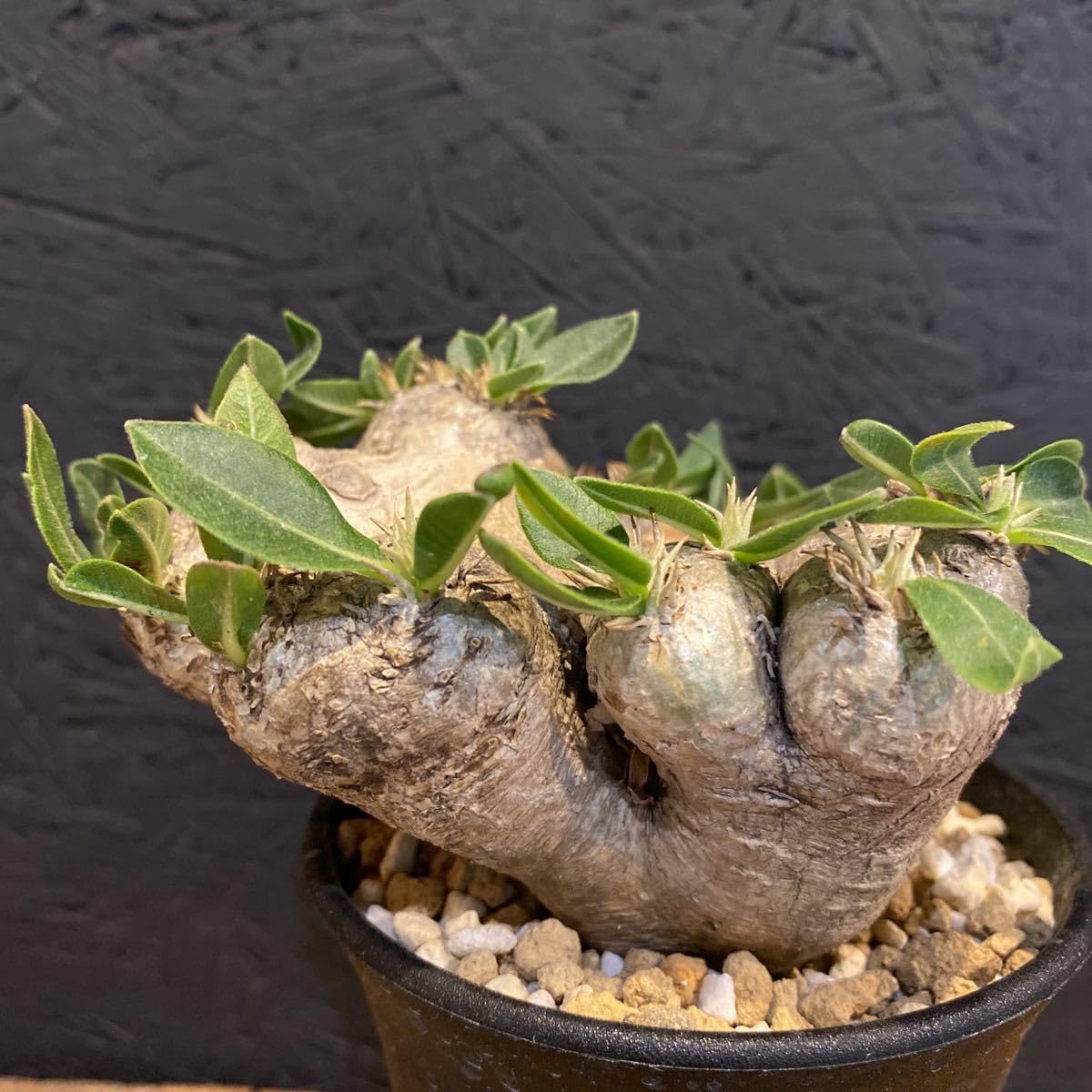 Amazon.co.jp: Pachypodium brevicaule パキポディウム ブレビカウレ  