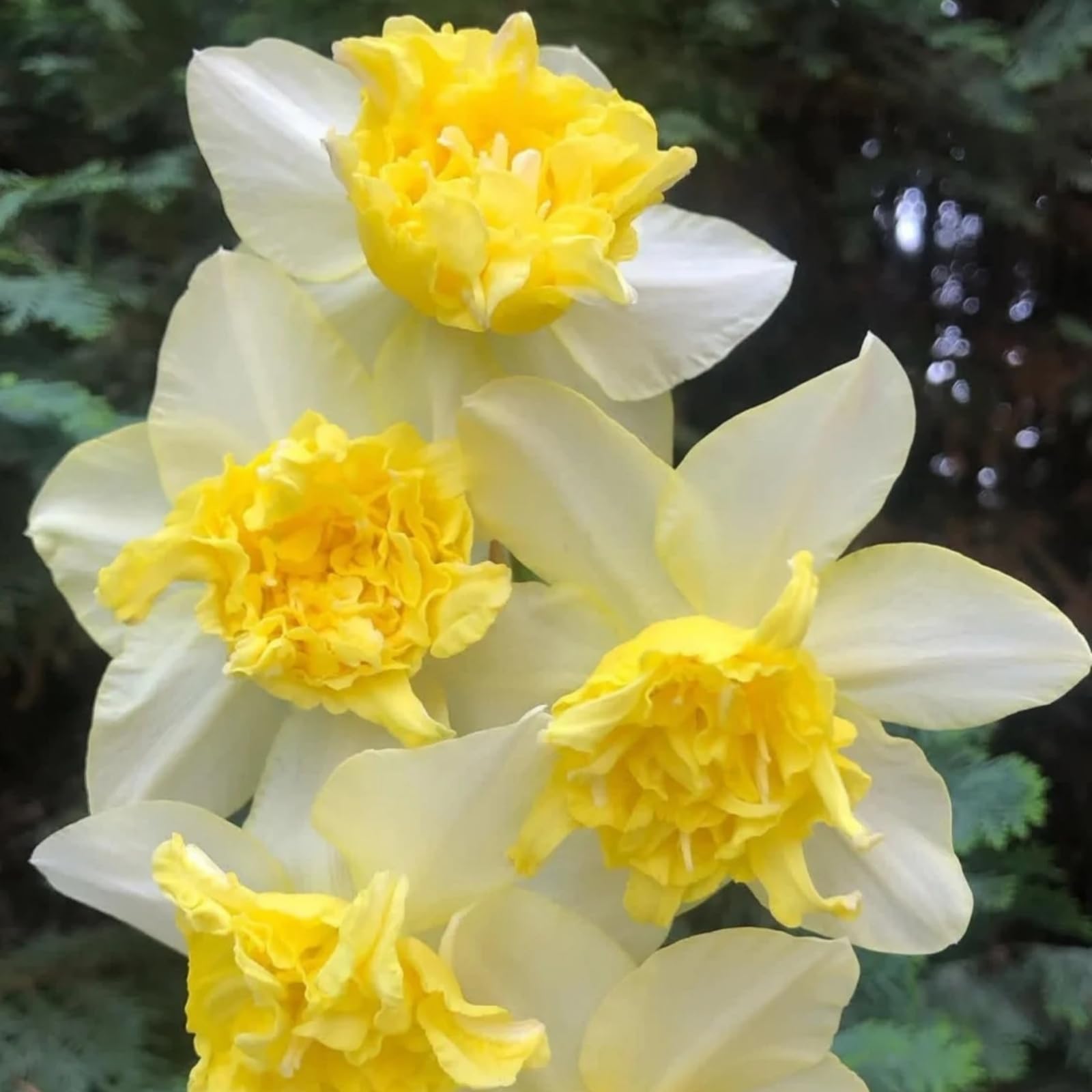 Daffodil Bulbs Can Be Planted Now, Surprise Growth, Garden Decoration, No Watering Required, Professional Planting, Suitable for Autumn-4bulbs-I