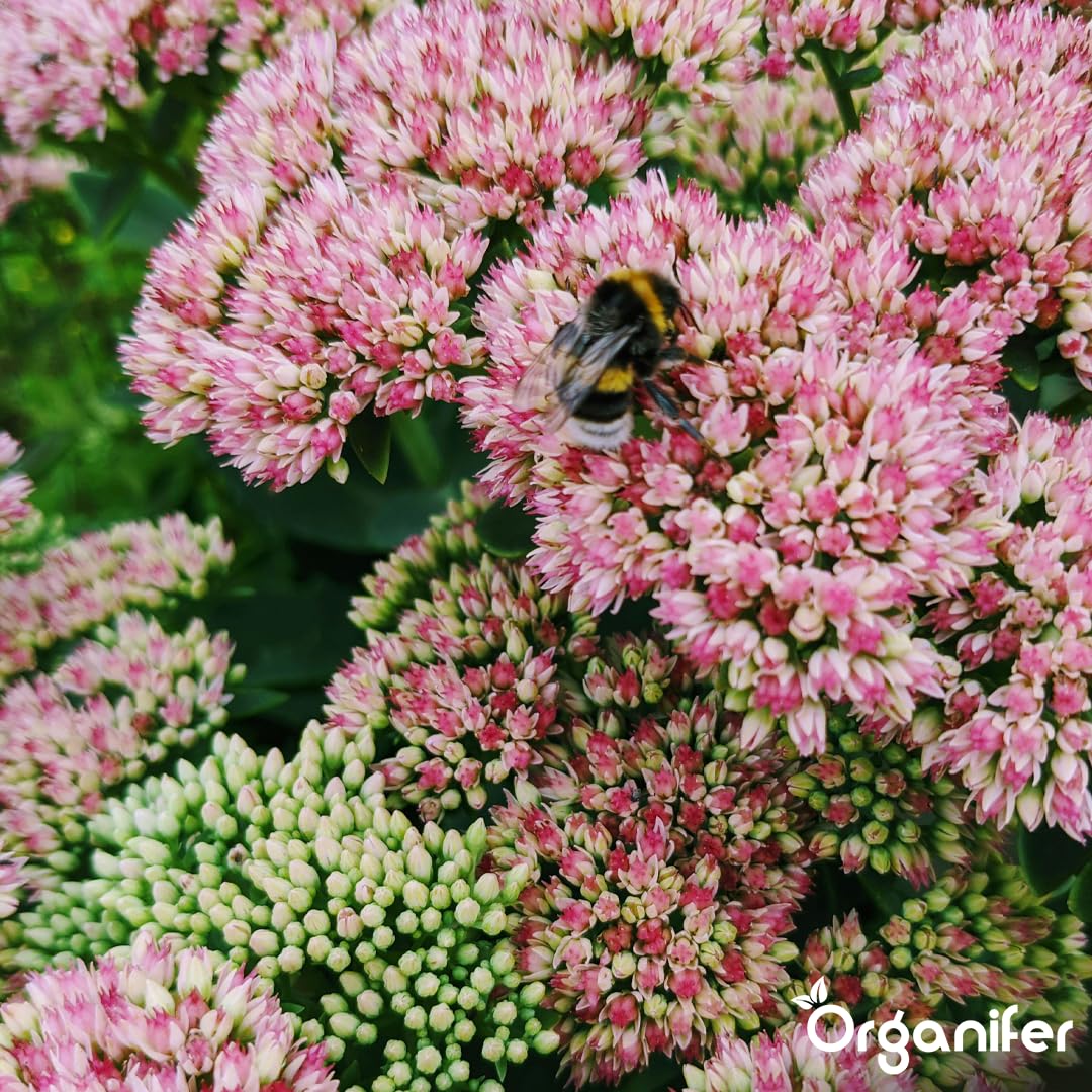 Engrais Pour Sedums Et Toitures Végétalisées - 10 Kg = 200 M2 - Nutrition À Libération Prolongée - Croissance Vigoureuse Et Prévention Des Zones Dégarnies - Npk 9-2-7 - Organifer