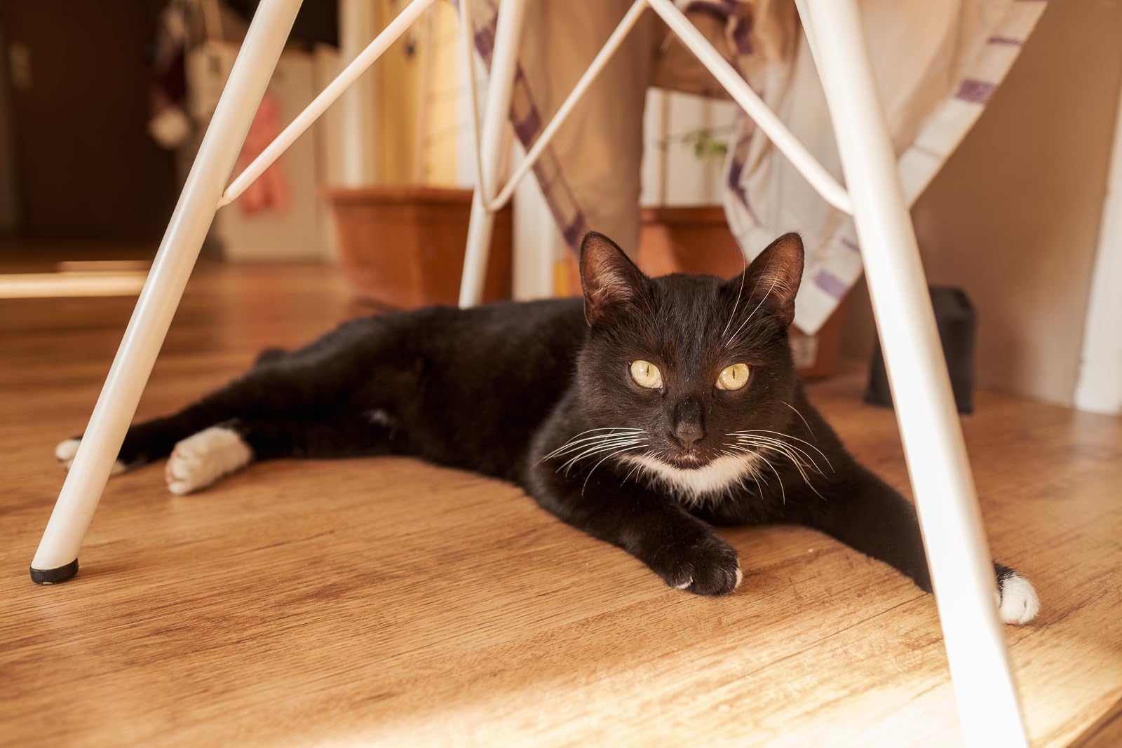 Fitmin for Life Adult Cat - Lamb | Trockenfutter für Katzen | Alleinfutter für kastrierte Erwachsene Katzen | Komplettfutter für Katzen | Neues Rezept | 8 kg