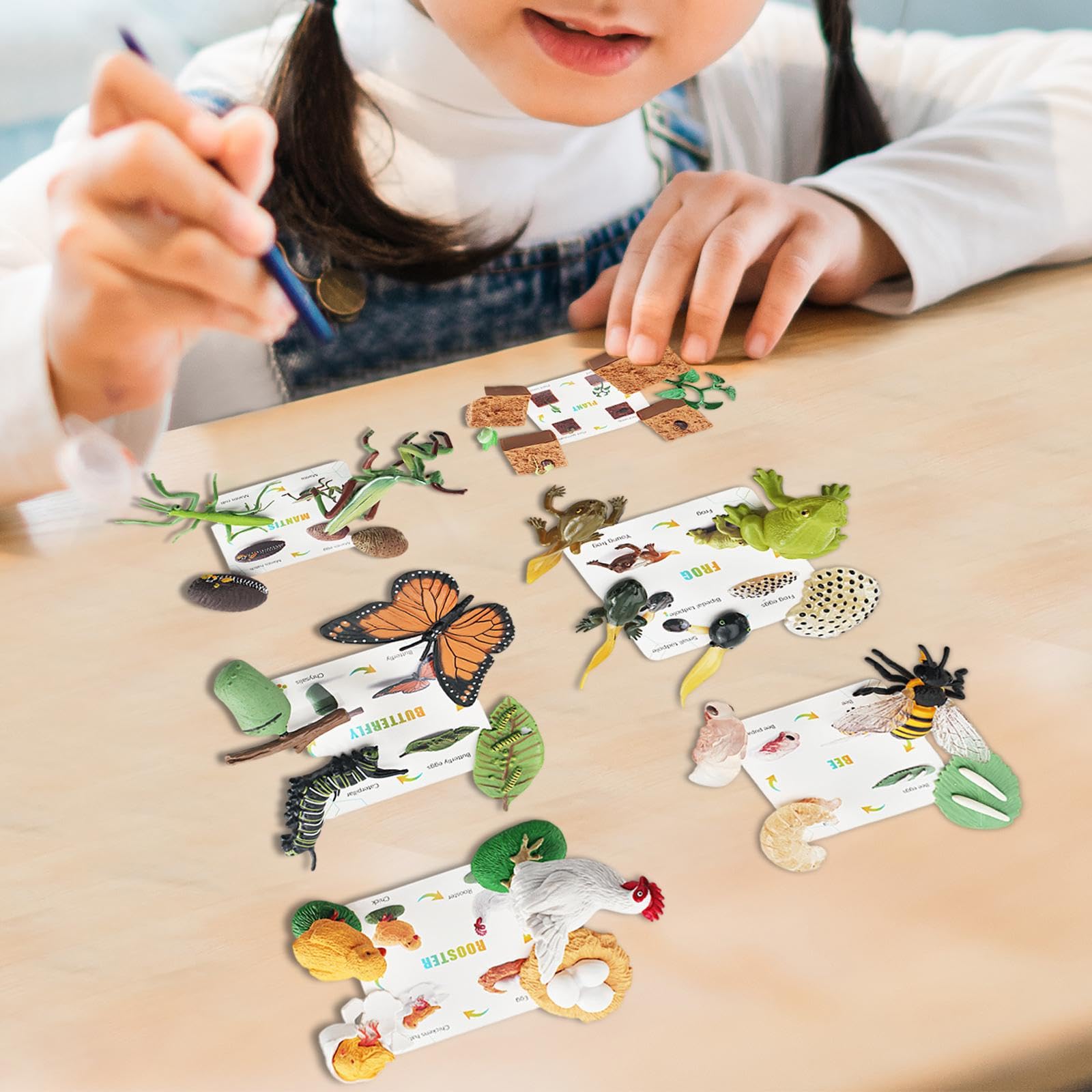 Tier Lebenszyklus Figurenset mit Tiermodell Pflanzenfiguren Biologie Lernspielzeug Und Entwicklungsspiel für Vorschule Präsentationen Gebur, Blaue Box