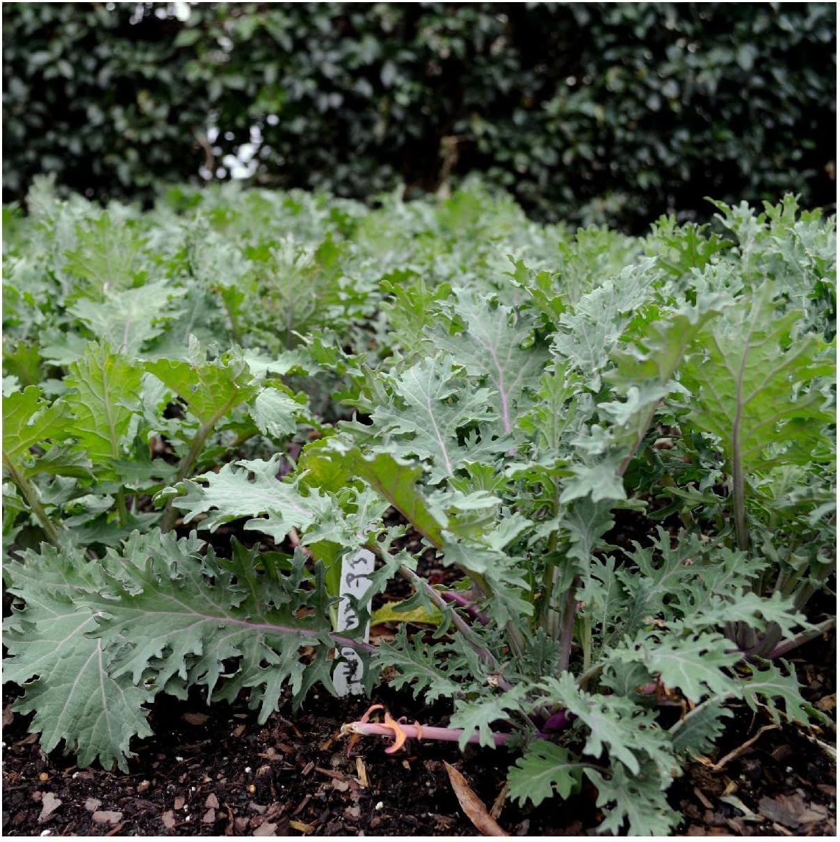 Everwilde Farms - 1 Lb Siberian Kale Seeds - Gold Vault