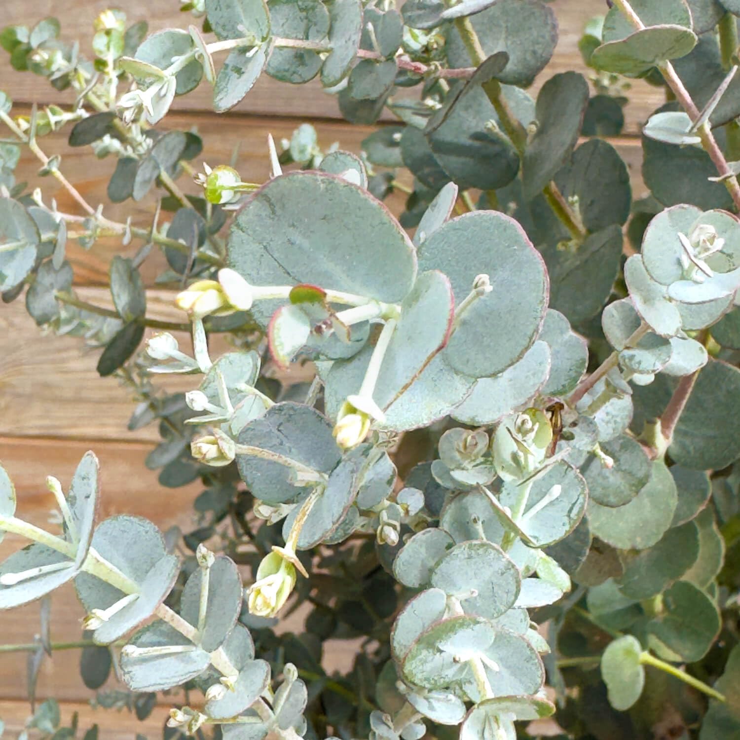 Bloomify® Eukalyptus Stamm "Eugenia" | 60 bis 90 cm große winterharte Eukalyptus Pflanze | pflegeleichte, echte Eucalyptus Pflanze für Balkon, Terasse oder Garten | herrlicher Duft