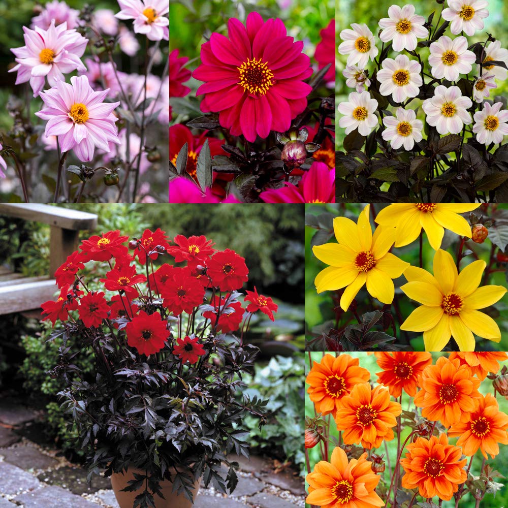 Mixed Bishop Dahlias - 5,10 or 25 Tubers - Dark Leafed Dahlia - Perennial - Free P&P (25)