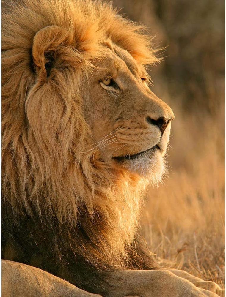 Amazon Co Jp Big African Lion Sitting Sun Art Print Poster Wall Decor 12x16 Inch アフリカ人ライオンポスター壁デコ ホーム キッチン
