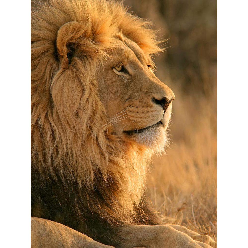 【SALE】ANIMALLS アートポスター（超大型A1サイズ）約84cm Amazon.com: Wee Blue Coo Big African Lion Sitting Sun Unframed