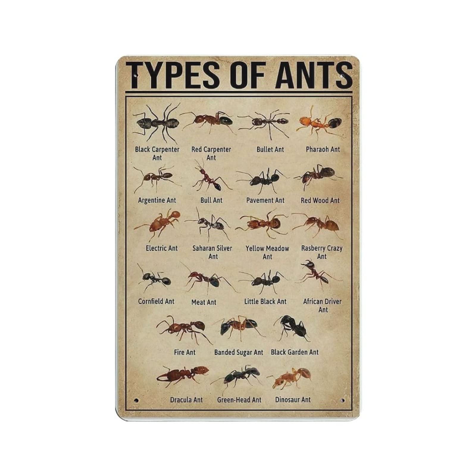 rayprint Types of Ants Poster Metal Tin Sign Art Wall Plaque Decor Vintage Retro Sign Iron Painting Aluminum Sign for Home Decor Bar Shop Men Cave Outdoor Garage Indoor 12"x8"