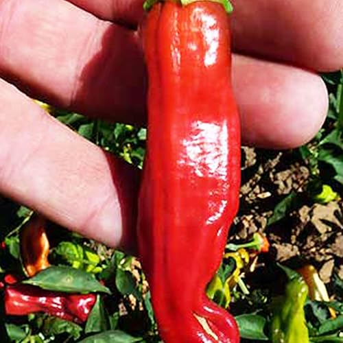 Golden Greek Pepperoncini Seeds – Paquete de 250 mg ~ 30-45 semillas – Semillas heredadas, polinizadas abiertas, sin OMG, semillas de jardinería