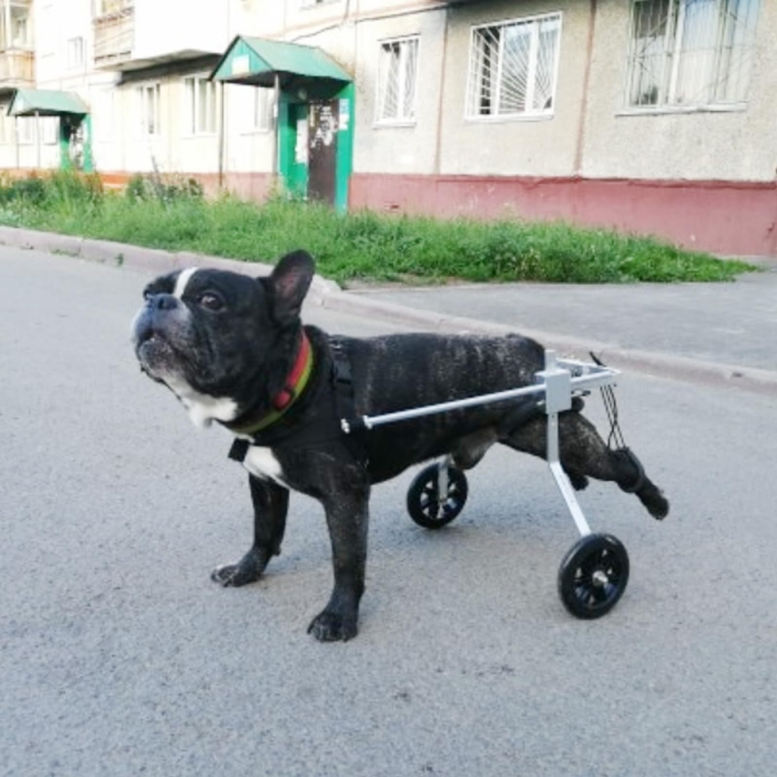 Silla de ruedas ajustable de acero inoxidable de 2 ruedas para perros pequeños, ideal para rehabilitación de patas traseras, soporte para perros mayores y discapacitados, ayuda de movilidad | Ideal para rehabilitación de patas traseras, apoyo para perros