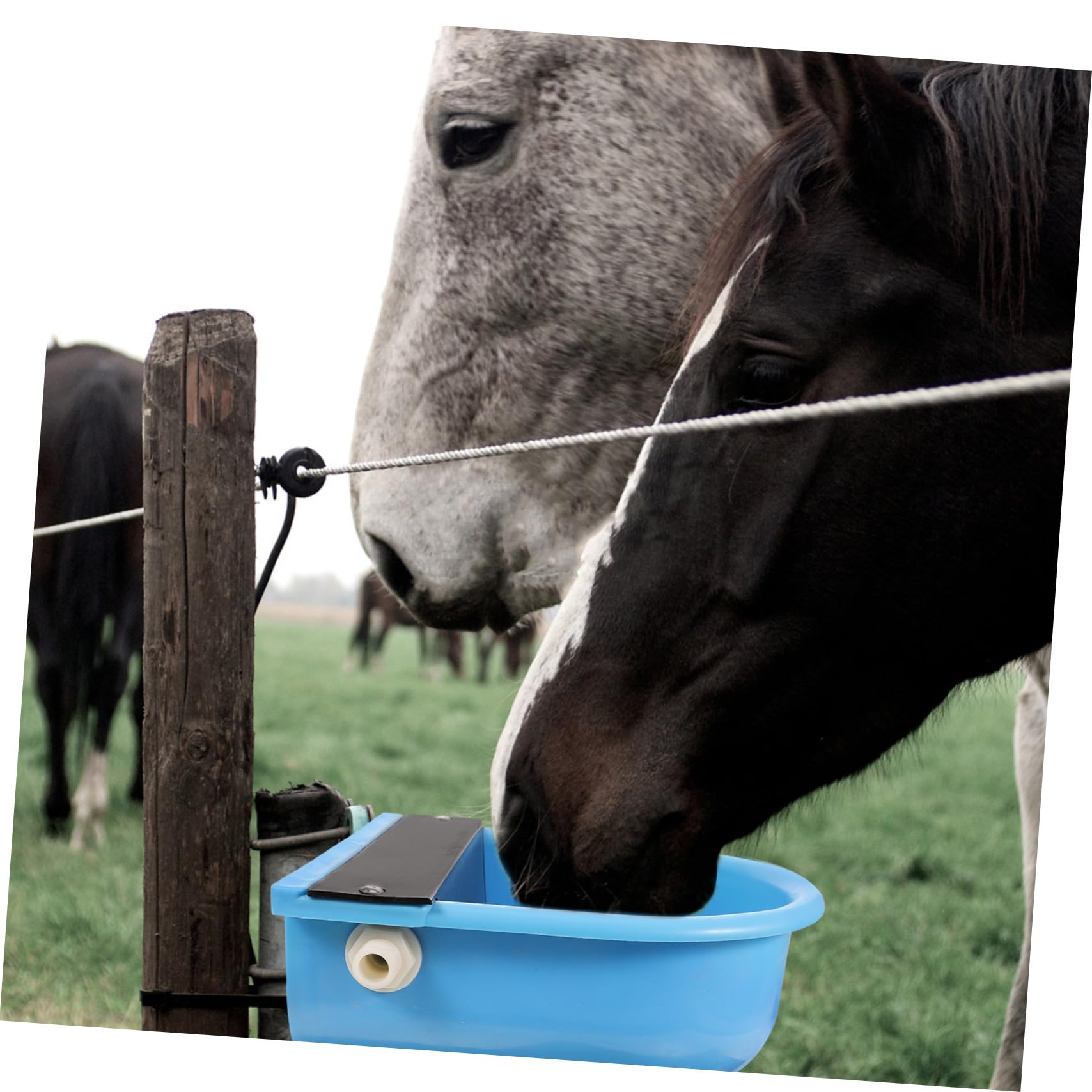 Abbeveratoi Automatici Per Animali - 2 Pezzi Da 500ml Con Foro Di Drenaggio, Per Pecore, Capre E Bovini - Foto 7