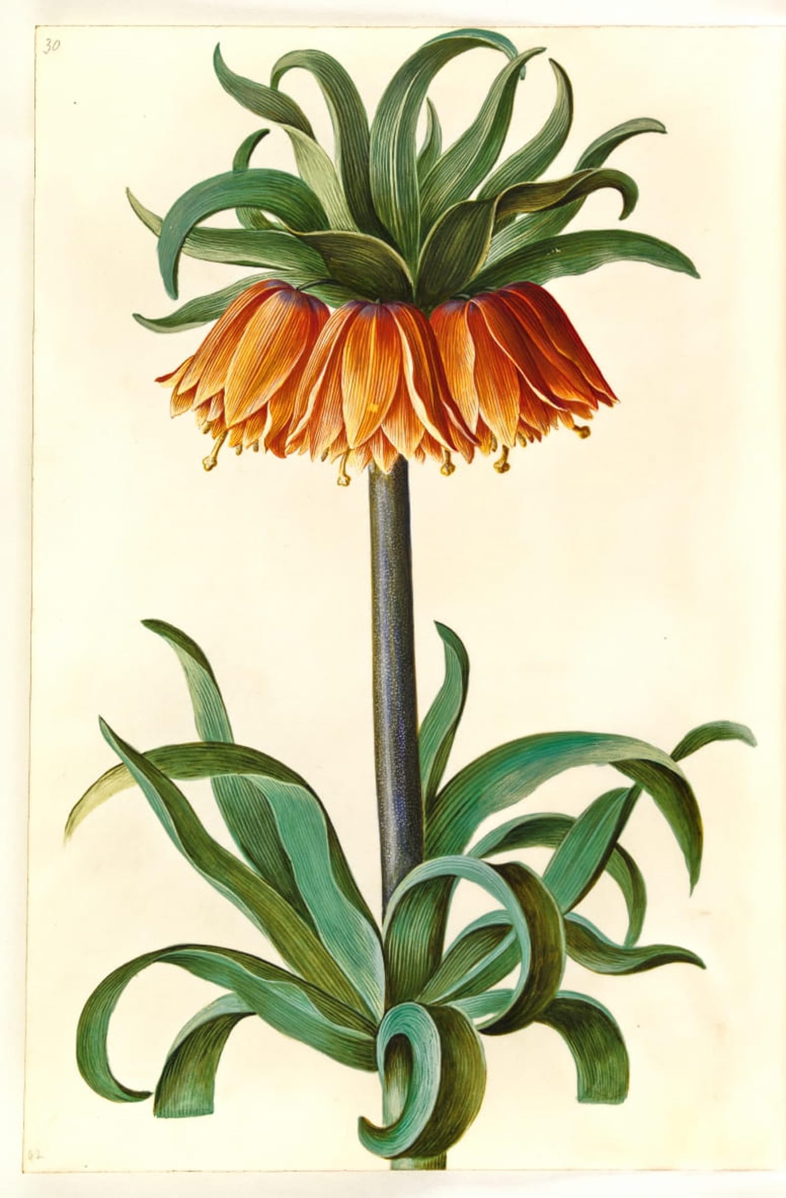 SERENDIPITP Abstract Painting Mural Print Picture Wall Decor Painting Imperial Fritillaria by Hans Simon Holtzbecker Vintage Wall Artwork for Home Decor 60x90cm