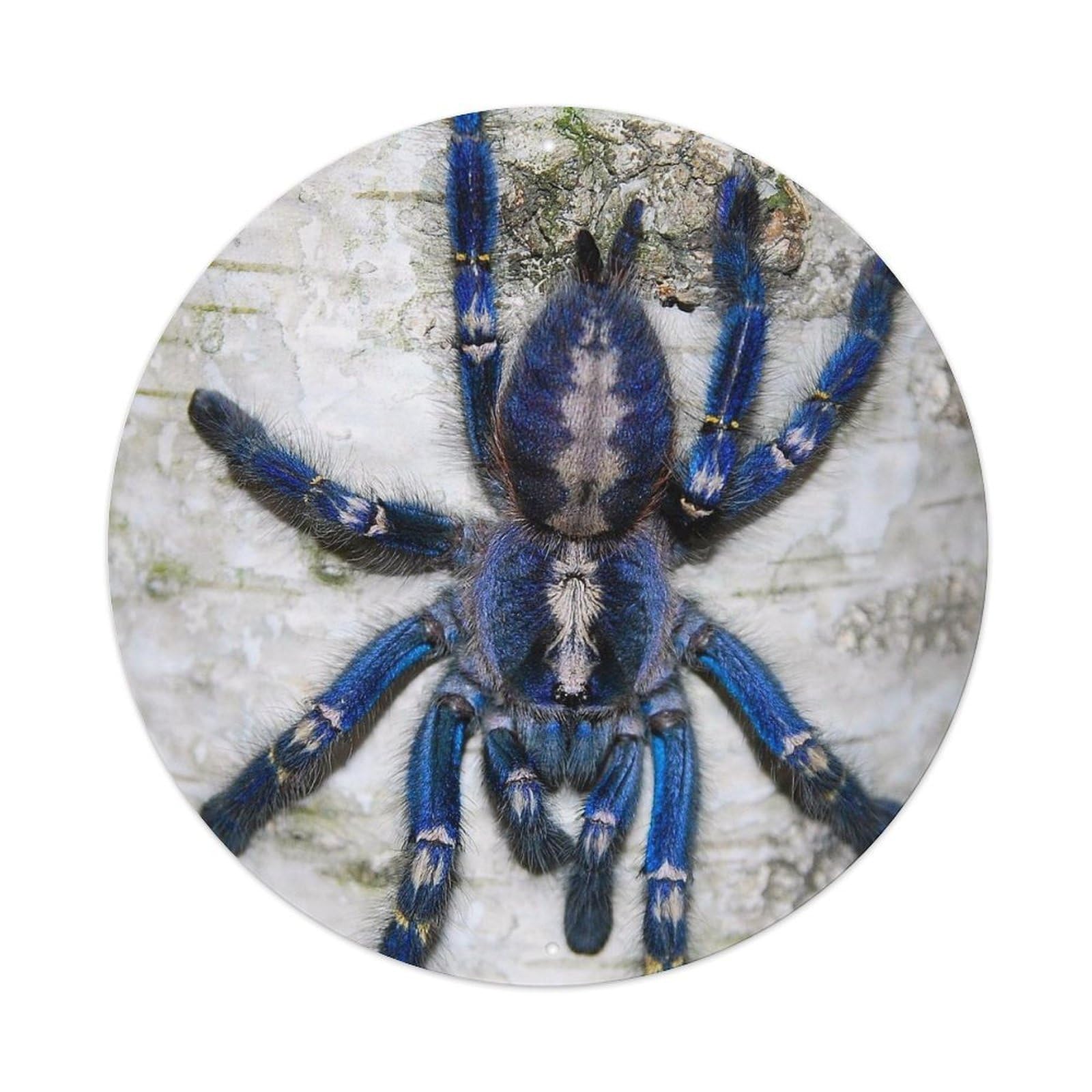 Tarantula Insect Vintage Metal Tin Sign Plaque Wall Decor for Cafe, Club Bar, Office, Garden Metal Poster 8x8Inch