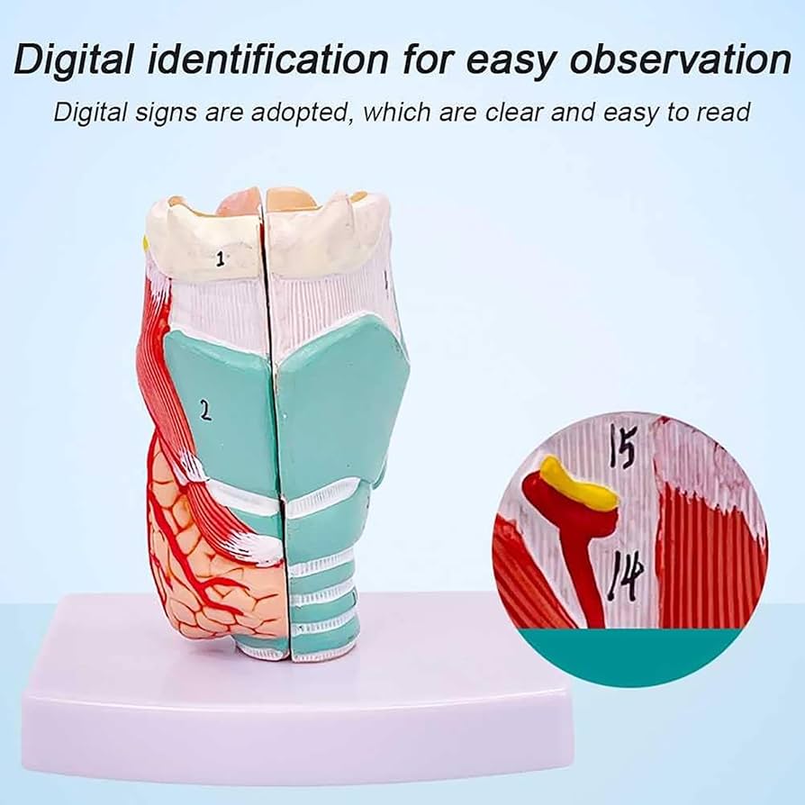 解剖学 1 Anatomy 1 解剖学 1 Anatomy 1