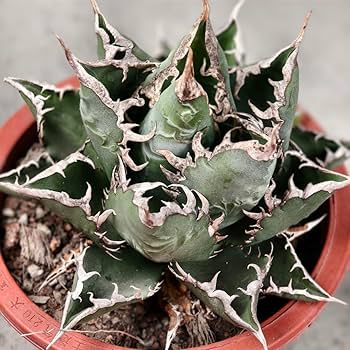 Amazon.co.jp: 26 多肉植物 アガベ チタノタ 悪魔くん BAKEMONO 強棘