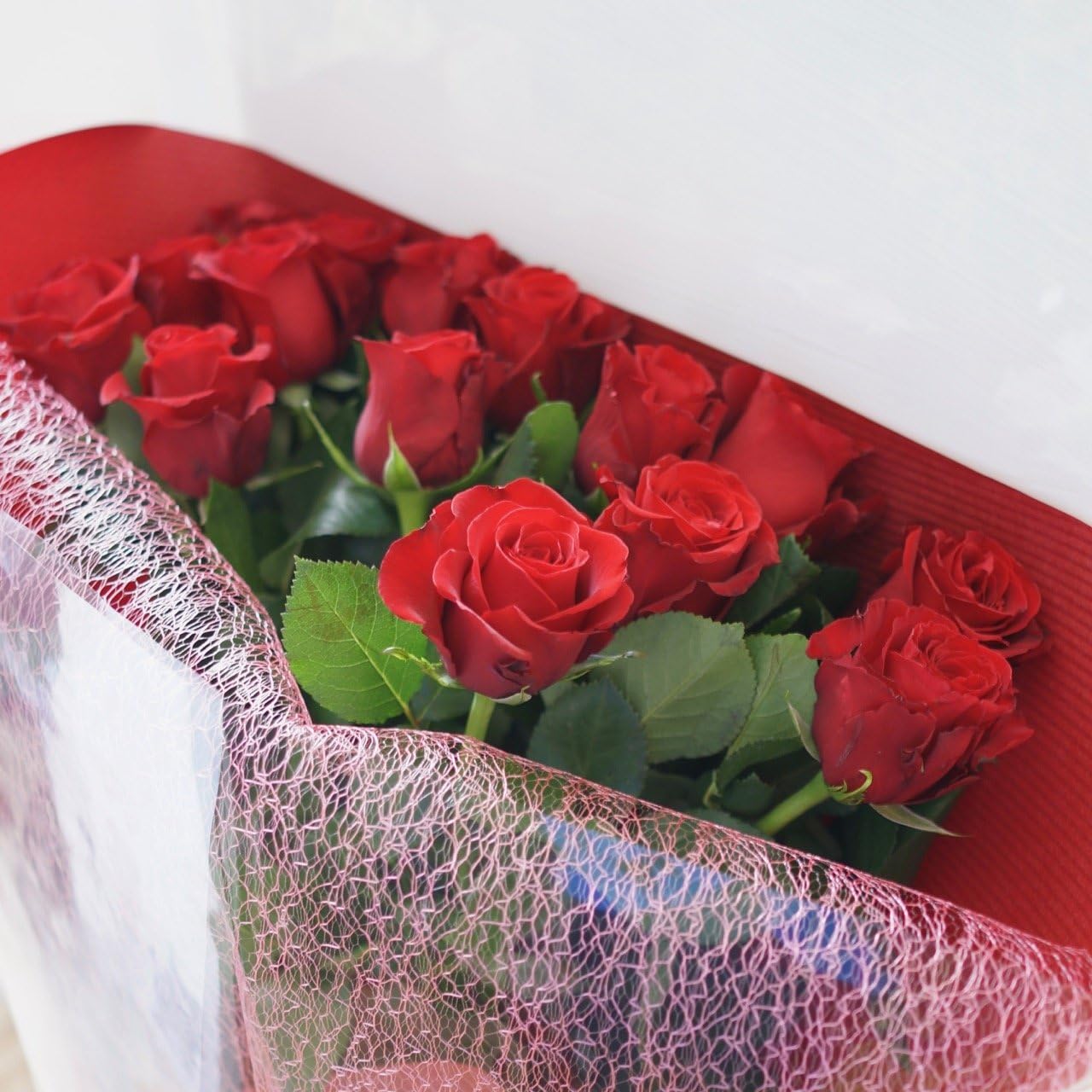 □ 多肉植物 ミモザ・大和錦・モルガンビューティ等 抜き苗 □ 14種類