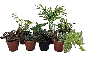 Terrarium & Fairy Garden Plants: Enchanting Verdure for Your Miniature Eden