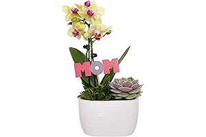 Mother's Day Orchid Planter S5069