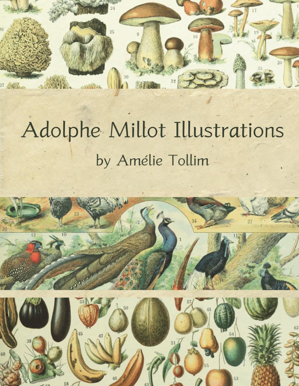 Adolphe Millot Illustrations