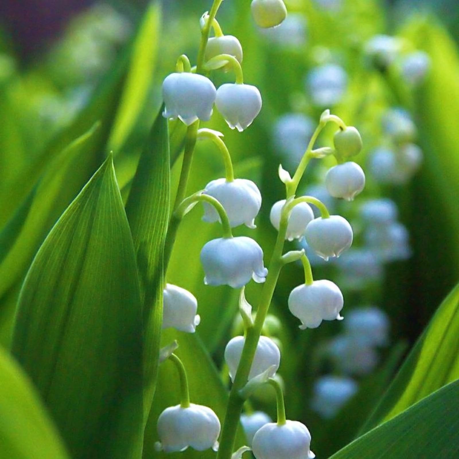 12 Bulbi Mughetto Perenni Resistenti - Fiori Invernali Per Giardino - Foto 11