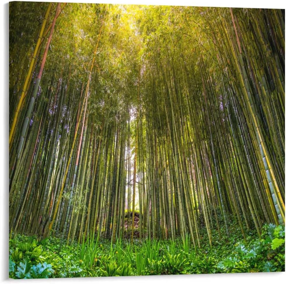 Bamboo Wall Art For Living Room Bamboo Forest Sun Rays Filter Through Trees Modern Home Decor Bedroom Bathroom Office Decor 12x12 Inch
