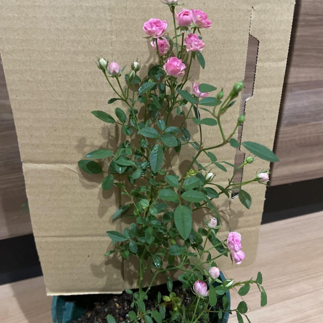 Amazon.co.jp: マイクロミニバラ 四季咲き 薔薇 苗 苗木 : DIY・工具