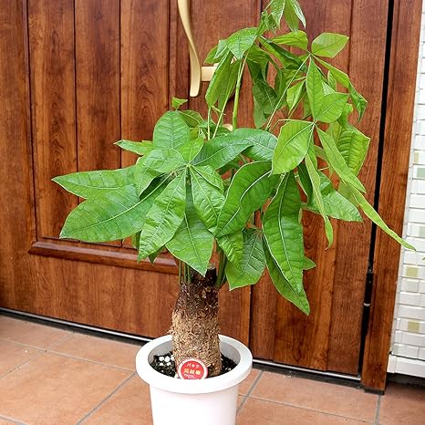 Amazon Co Jp パキラ 朴 7号プラスチック鉢 品種で選べる観葉植物 リビングやオフィス向きサイズ 1個 学名 Pachira Glabra アオイ科パキラ属 原生地 中南米 ちょうど良いサイズ感のお洒落なパキラです 初心者にも育てやすい観葉植物 パキラは原産地では熱帯の