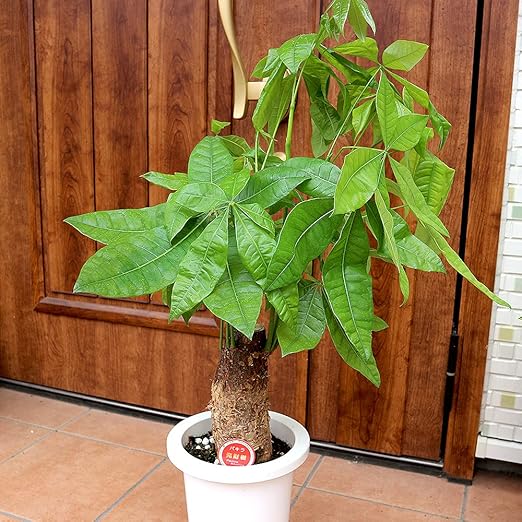 Amazon Co Jp パキラ 朴 7号プラスチック鉢 品種で選べる観葉植物 リビングやオフィス向きサイズ 1個 学名 Pachira Glabra アオイ科パキラ属 原生地 中南米 ちょうど良いサイズ感のお洒落なパキラです 初心者にも育てやすい観葉植物 パキラは原産地では熱帯の Amazon Co Jp パキラ 朴 7号プラスチック鉢 品種で選べる観葉植物 リビングやオフィス向きサイズ 1個 学名 Pachira Glabra アオイ科パキラ属 原生地 中南米 ちょうど良いサイズ感のお洒落なパキラです 初心者にも育てやすい観葉植物 パキラは原産地では熱帯の