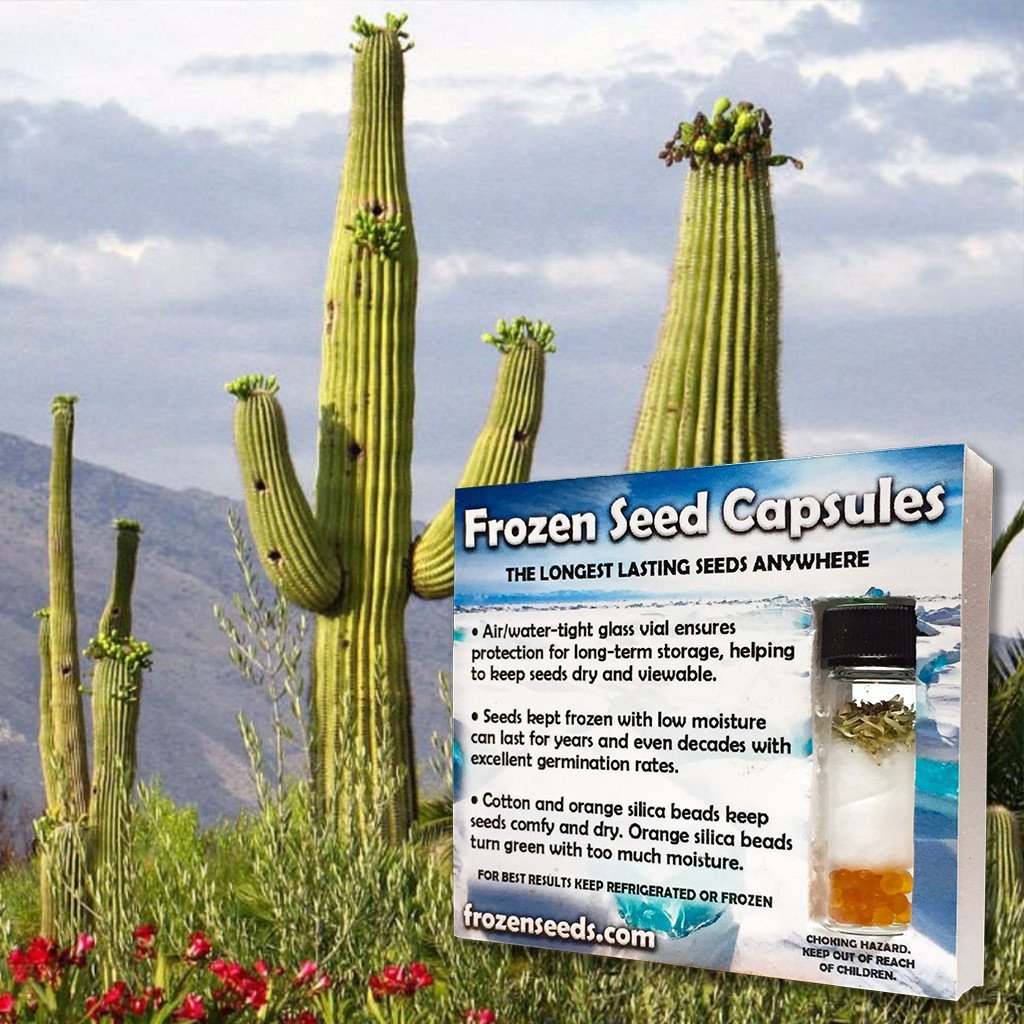 Amazon.com : Palm Beach Medicinal Herbs - Giant Saguaro Cactus (Carnegia  gigantea) - Packet of 20 Seeds : Patio, Lawn & Garden