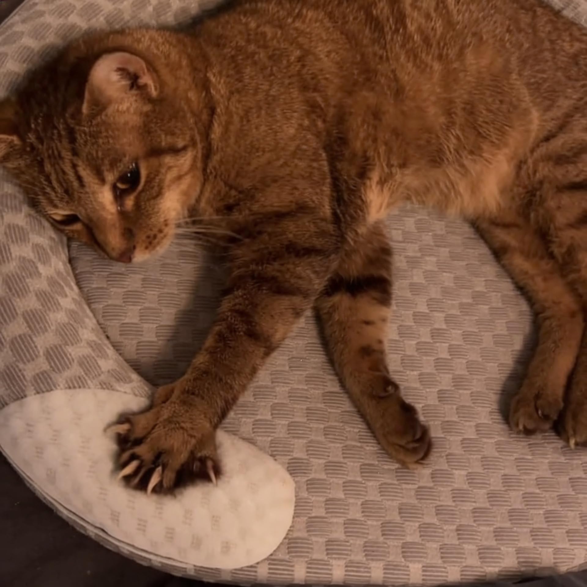 CoolFriend Kühlbett, Kühlmatte Hunde Katzen aus Eisseide rutschfest