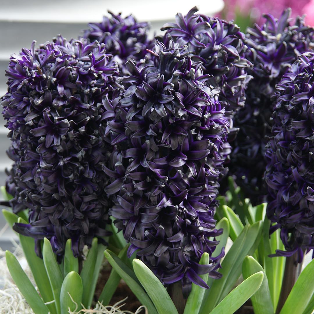 Hyazinthe Midnight Sky | 5 Stück | Blumenzwiebel | Schnittblume | duftend | Topfpflanze | Geeignet für Kübel | Lila | Schwarz | 100% Blütegarantie | QFB Gardening | Hyazinthenzwiebel | Bienenblume