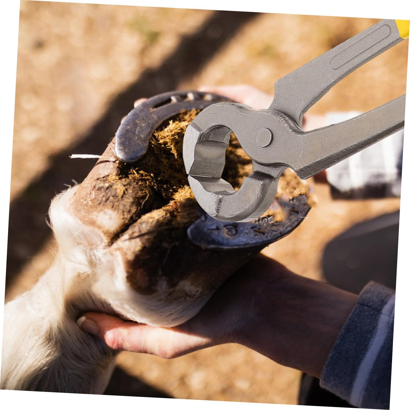 Pinza per Zoccoli Multifunzione per Bovini e Ovini in Metallo 30 Cm | Sbavature, Leggera e Versatile, Colore Nero, Uso per Bovini e Ovini, Strumento da Pareggio