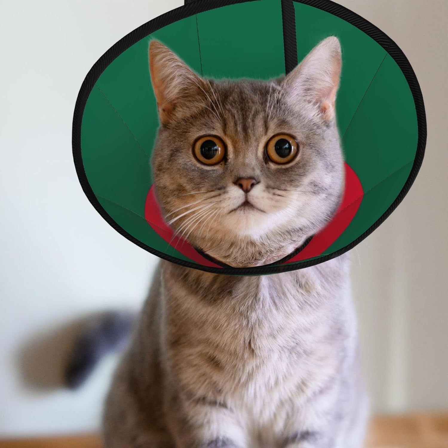 Custom Pet Cones - Unique Design Cat & Dog Cone, Collar for Post-Surgery Recovery, Adjustable Neck Flag of Bangladesh Large