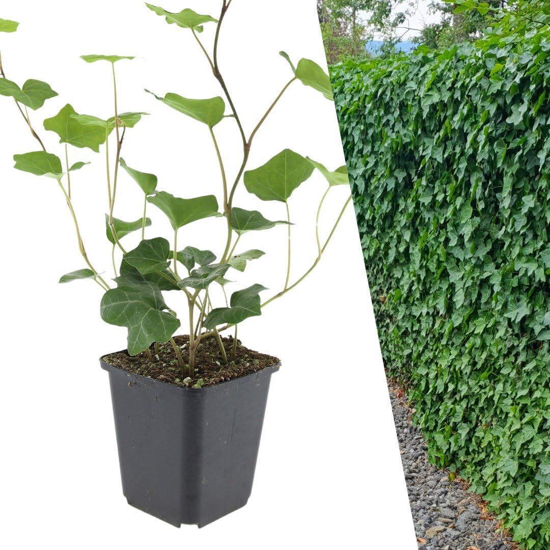 Plants by Frank | 12 Efeu Pflanzen | Hedera Hibernica | Kletterpflanzen  Winterhart Mehrjhrig | Irischer Efeu | Bodendecker | Kletterstrauch |  Immergrn | Gartenpflanzen : Amazon.de: Garten