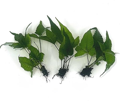 Paquete de 3 plantas acuáticas Plantas vivas para acuarios de agua dulce (3 plantas Bolbitis Asiatica)