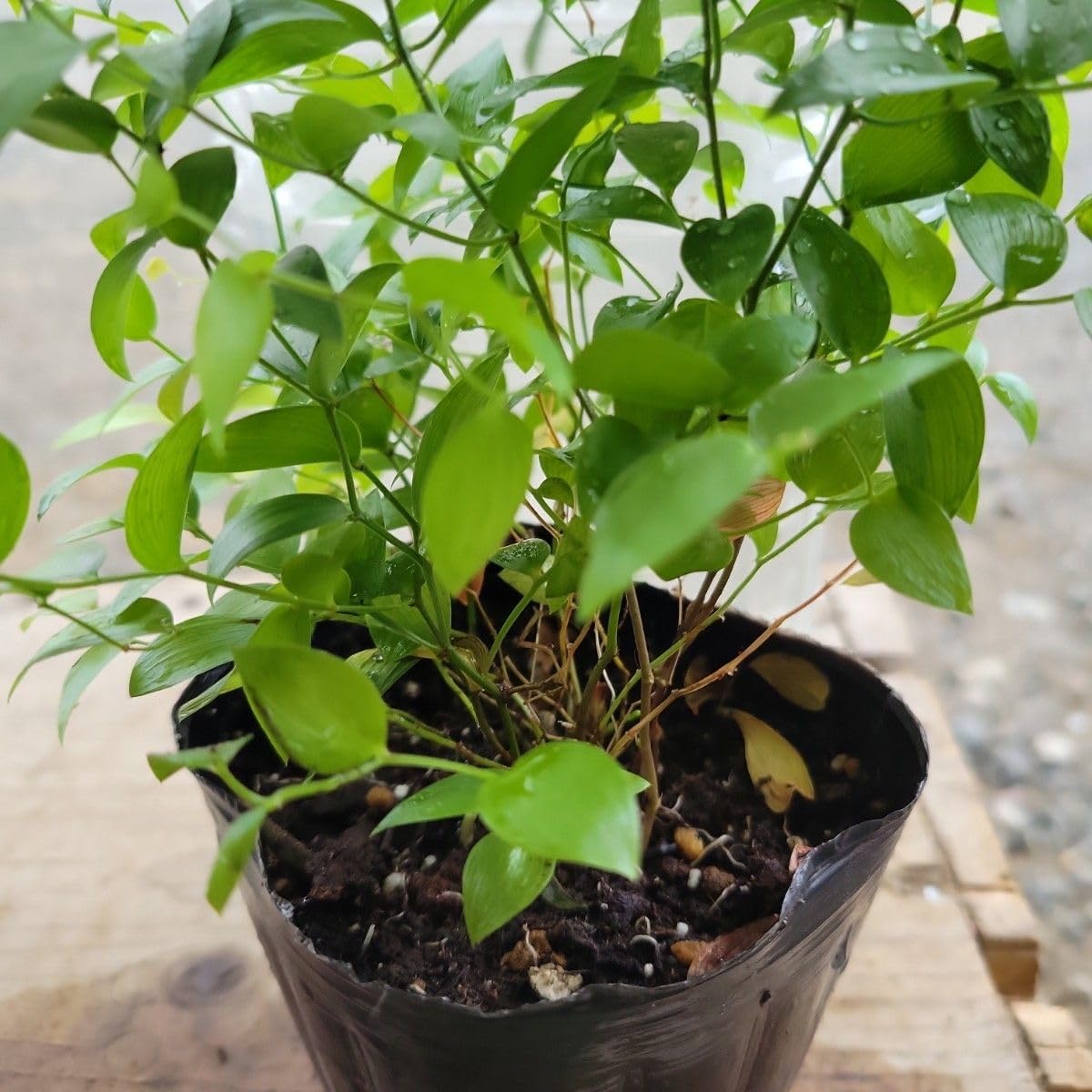 観葉植物 スマイラックス 光触媒 人工観葉植物 ウォールグリーン