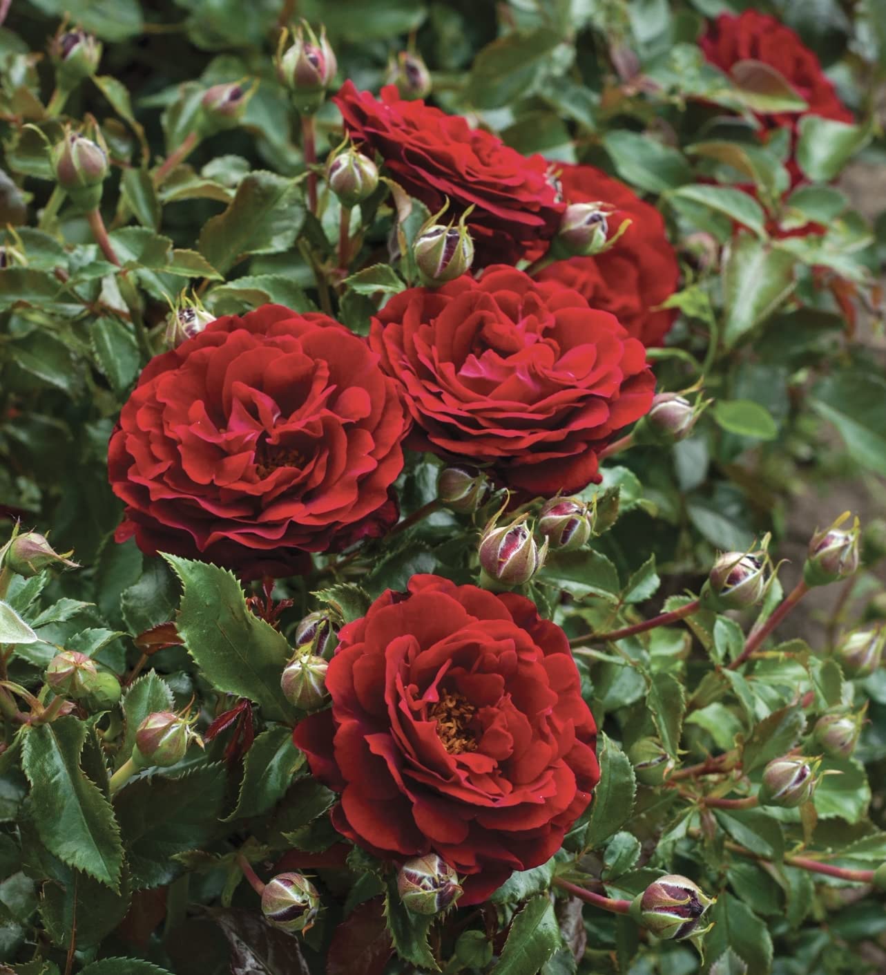 'Hallie' Potted Rose - Gorgeous Red Blooms - Beautiful Fragrance - 4 Litre Pot - Great Gift Idea