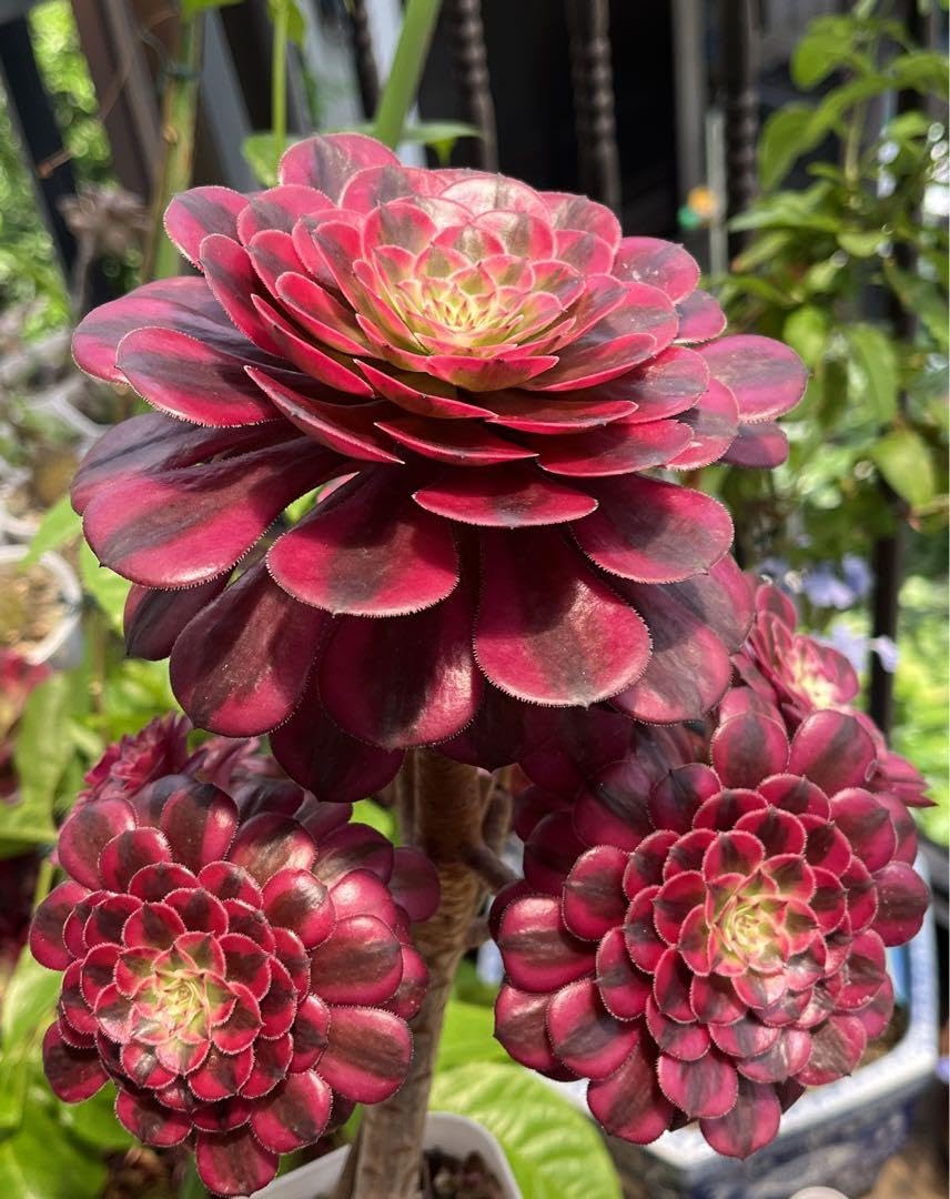 多肉植物アエオニウム錦❤️月婵錦❤️