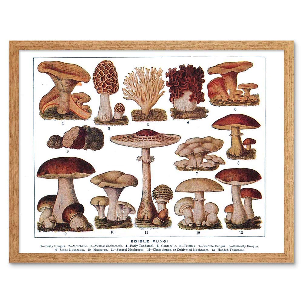 Wee Blue Coo Drawing Edible Fungi Mushrooms Scientific Plant Art Print Framed Poster Wall Decor 12X16 Inch