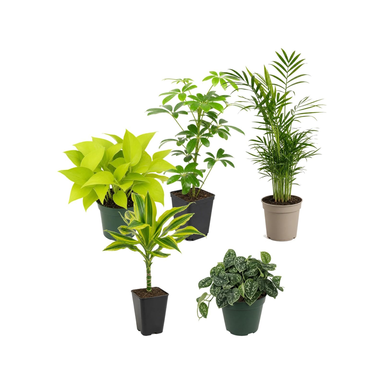 DECOALIVE 5 Plantas Naturales para Exposición Botánica Interior