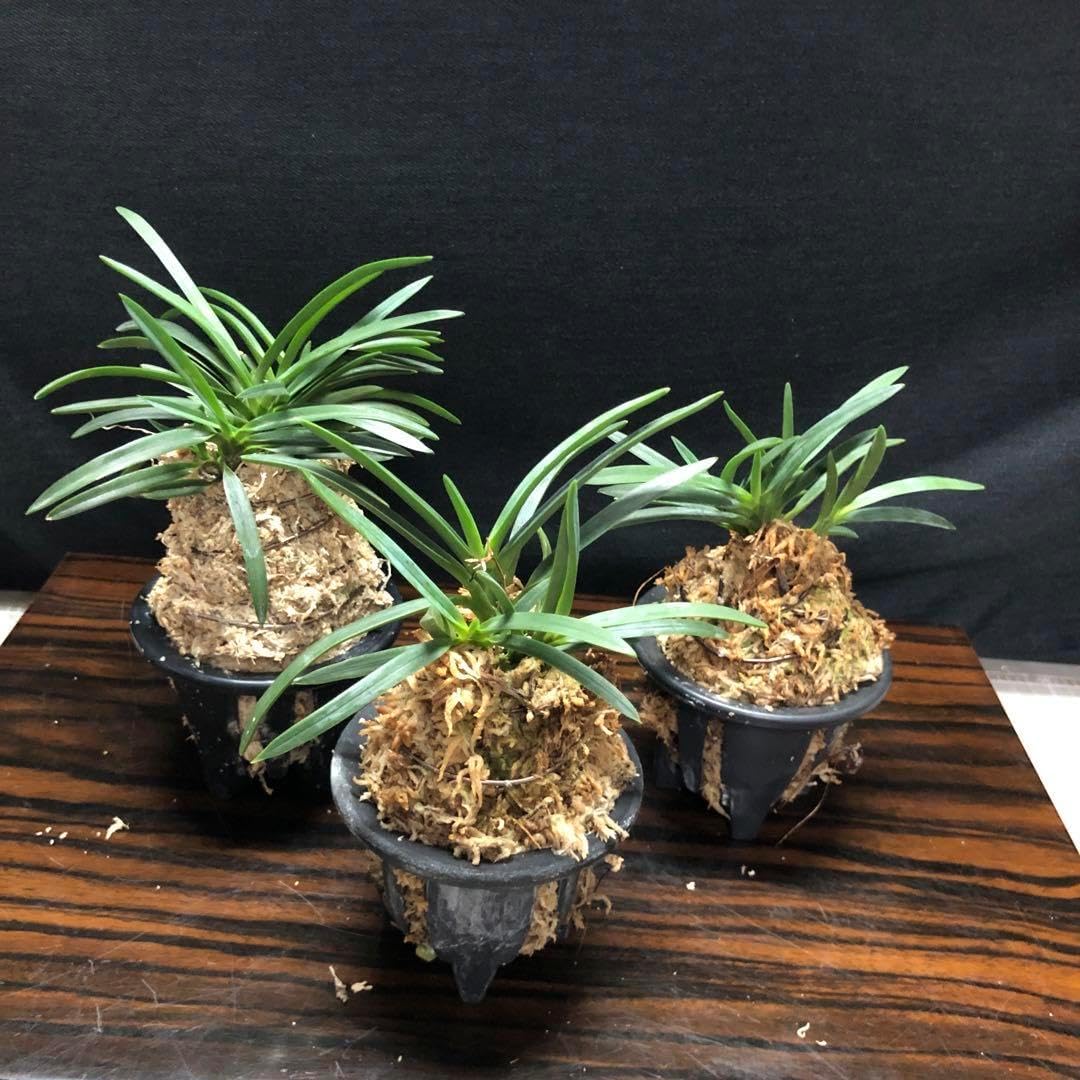 超大型株】伊勢神宮風蘭フウラン着生ラン素敵な香り有り山野草蘭植物 超大型株】伊勢神宮風蘭フウラン着生ラン素敵な香り有り山野草蘭植物