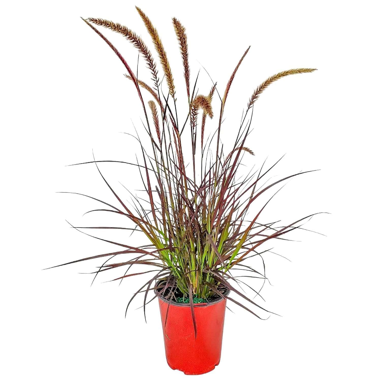 Tropical Plants of Florida Purple Fountain Grass 1 Gallon