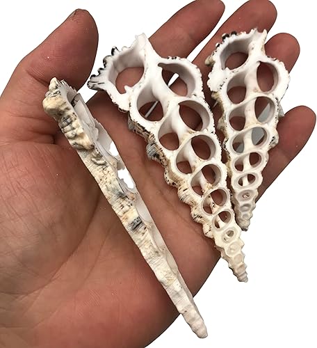 Miniatura 5 de PEPPERLONELY 10 conchas marinas grandes de cerithium nodolosum de corte central, 3 pulgadas  4 pulgadas