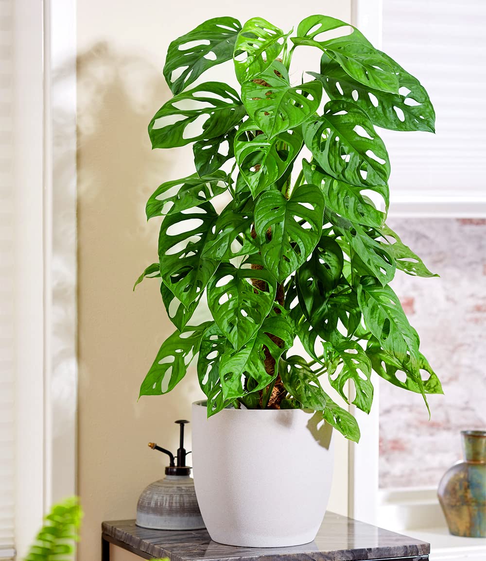 philodendron jacquinii Philodendron jacquinii main image 1