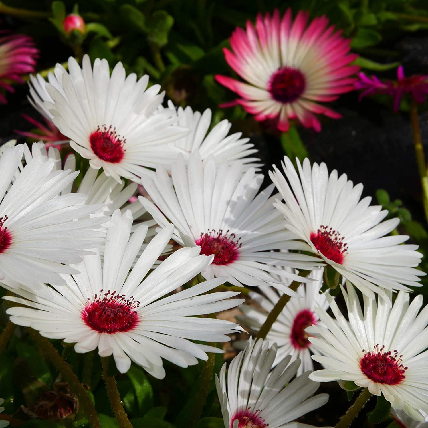 See full amazon price history chart for SRI SAI FORESTRY ICE Plant Mesembryanthemum Livingstone Daisy Flower Seeds Pack of 100 SRI SAI FORESTRY ICE Plant Mesembryanthemum Livingstone Daisy Flower Seeds Pack of 100 (B0C4Z3WX32) Amazon Price History, Amazon Price Tracker