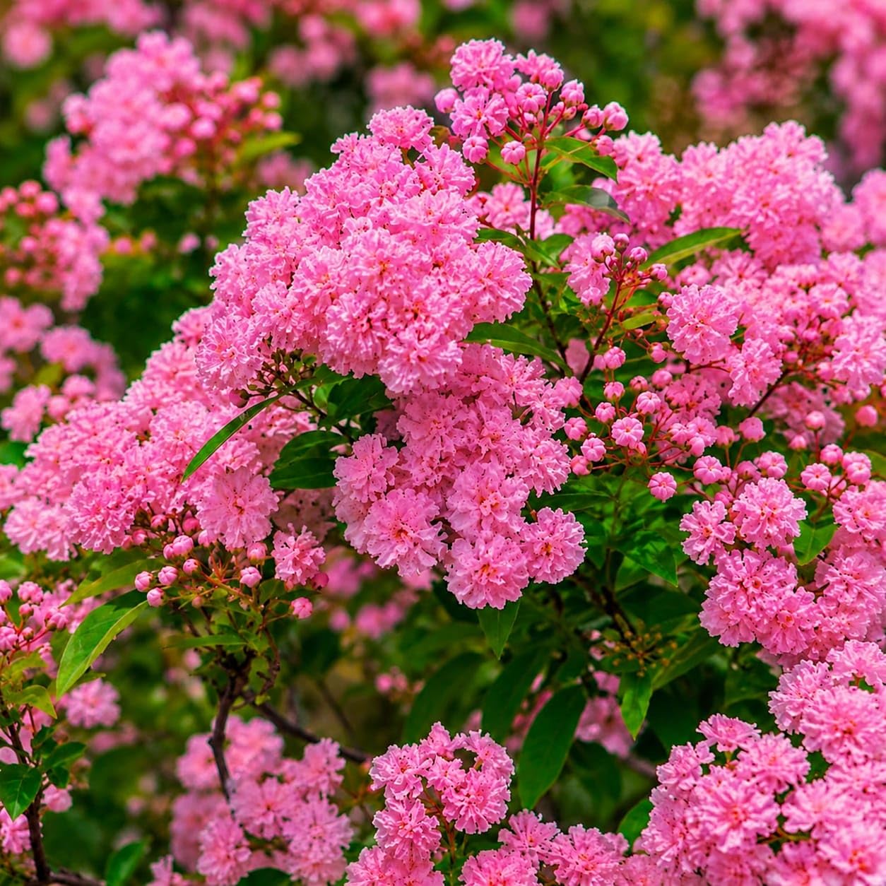 Pink Furush Live Flower Plant | Lagerstroemia Ornamental Blooming Plant | Fast Growing Garden Tree with Vibrant Pink Flowers | 1.5-2 Feet Height | Pack of 1-image-22