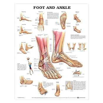 健康・医学 Anatomy of the Foot and ankle Anatomy Of The Foot & Ankle - Everything You Need To Know