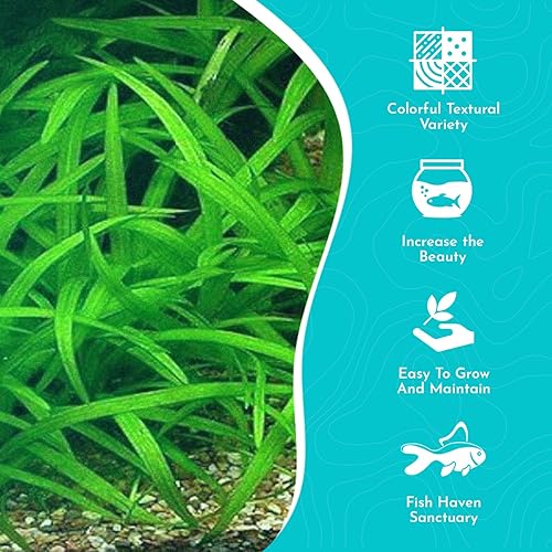 Miniatura 4 de Planta mixta surtida de alta calidad, versátil y duradera, a mitad del suelo, primer plano, posicionamiento de fondo y alfombra, planta acuática