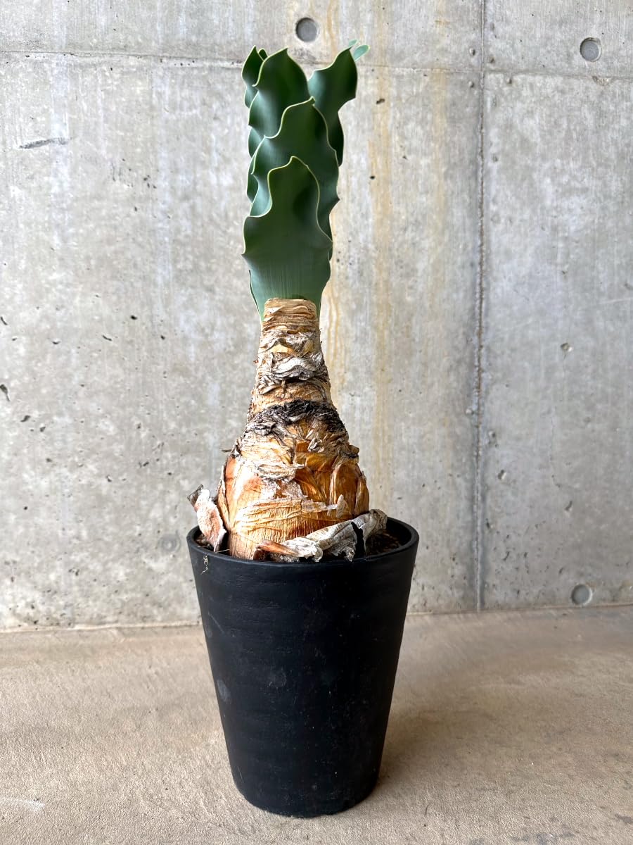 Amazon｜【現品限り】ブーファン・ハエマンソイデスア 発根済み【L65