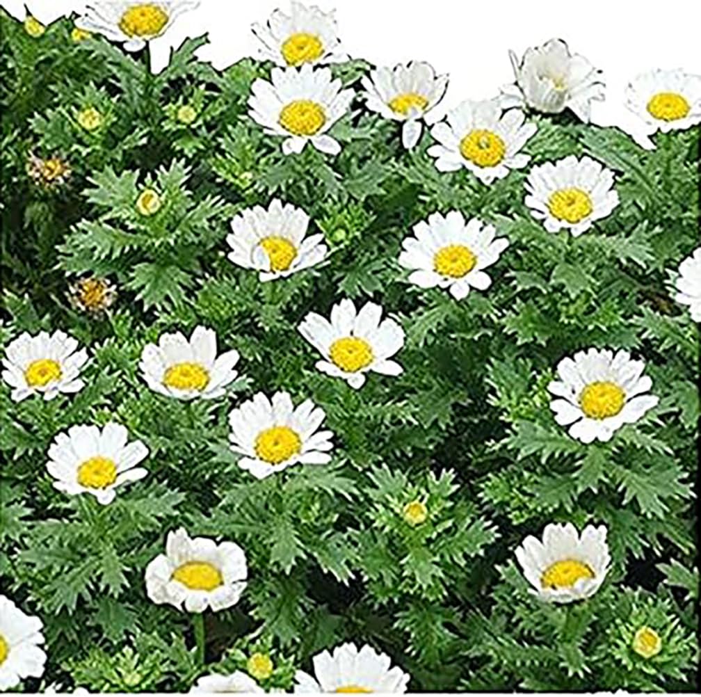 Creeping Daisy Seeds
