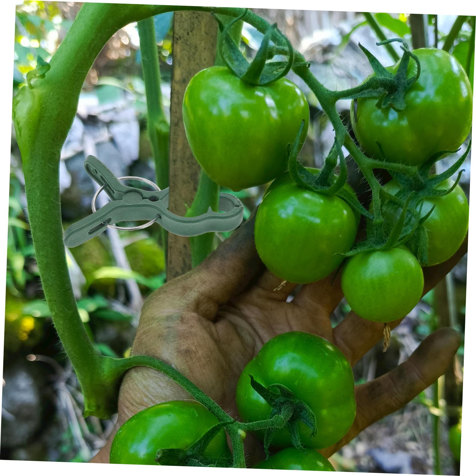 Clip di Supporto per Piante Verde 50 Pezzi in Plastica per Pomodori